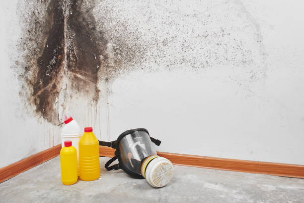 Crawl Space Mold Removal in Clinton, IA