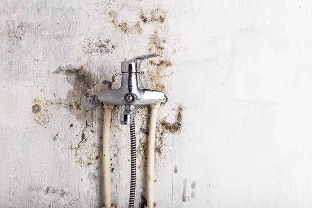 Best Black Mold Removal  in Clinton, IA
