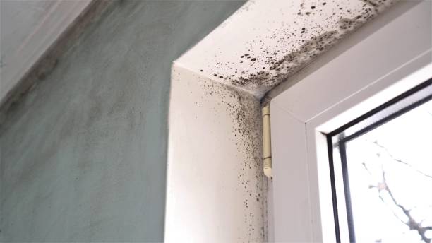 Best Attic Mold Removal  in Clinton, IA