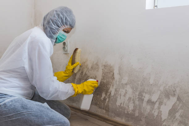 Best Mold Removal Specialists  in Clinton, IA