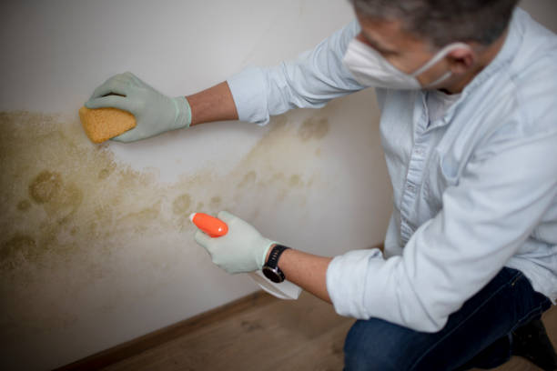 Best Residential Mold Removal  in Clinton, IA