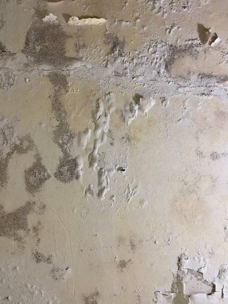 Best Mold Damage Repair  in Clinton, IA
