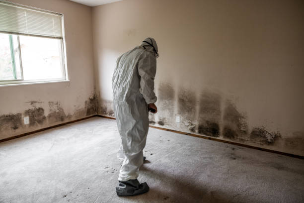 Best Mold Testing  in Clinton, IA