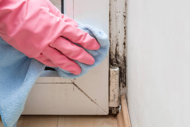 Clinton, IA Mold Removal Company