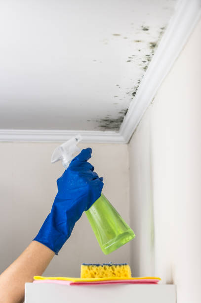 Best Mold Removal Process  in Clinton, IA